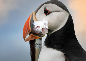 Nesli Tehlike Altındaki Türlerin Önemi, Korunması 8 Nesli Tehlike Altındaki Türlerin Önemi, Korunması